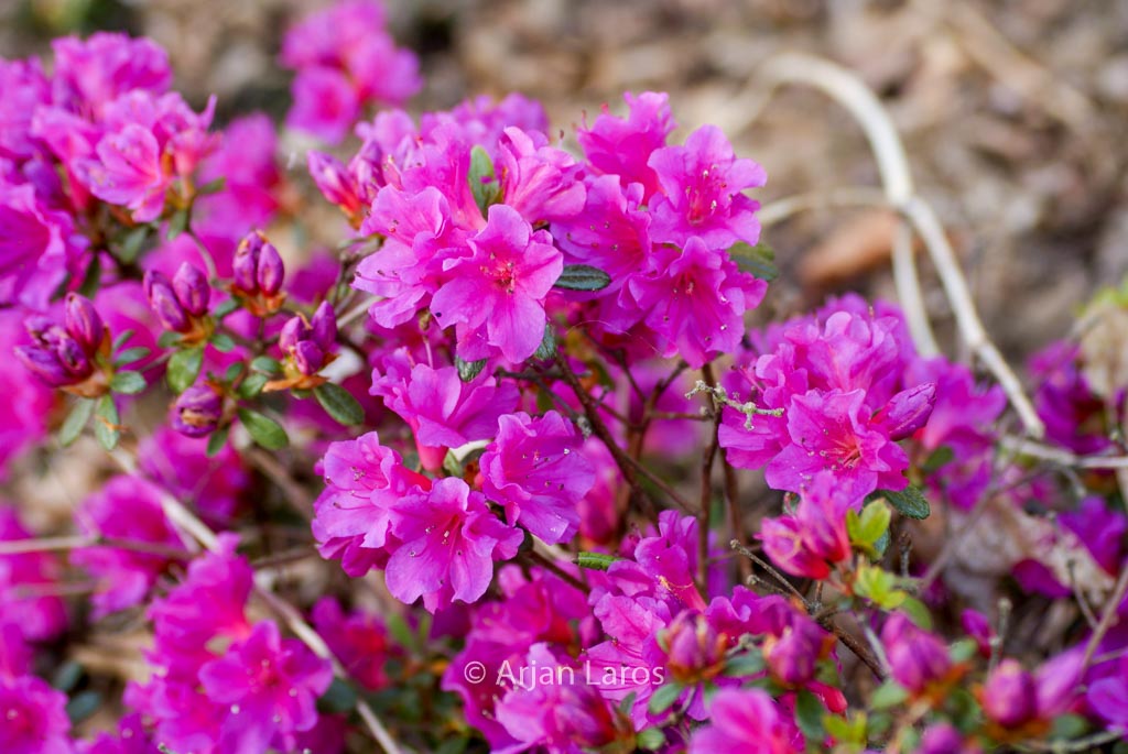Rhododendron ‘Christina’ (Azalea)
