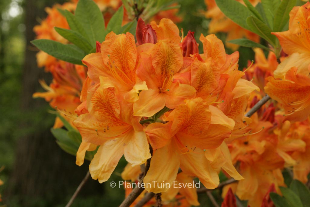 Rhododendron ‘Christopher Wren’ (Azalea)