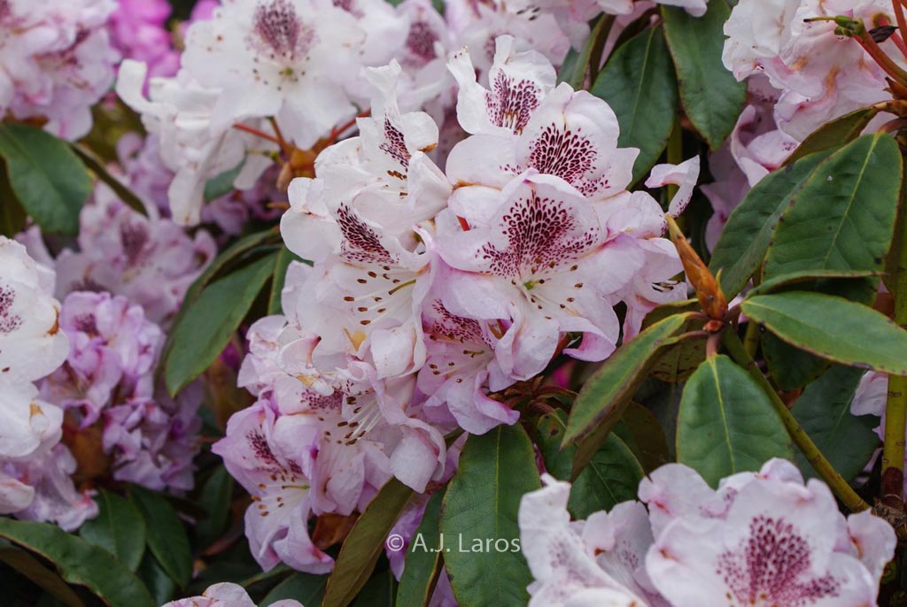 Rhododendron ‘Clementine’