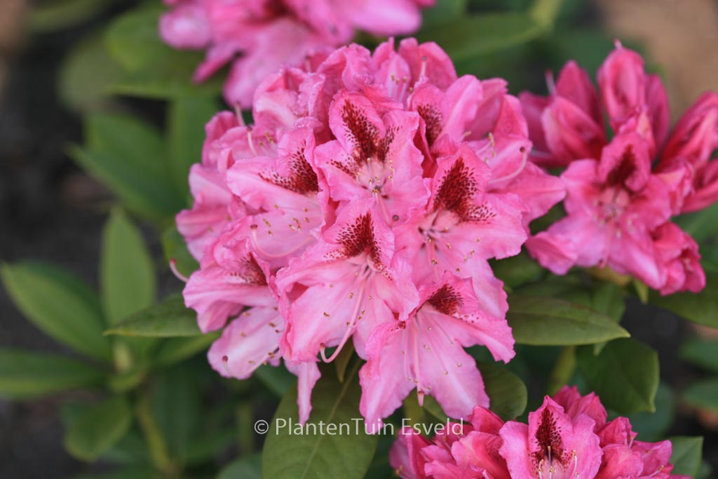 Rhododendron ‘Cosmopolitan’