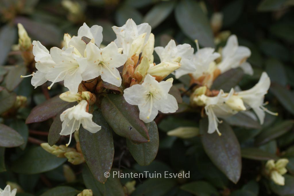 Rhododendron ‘Crane’