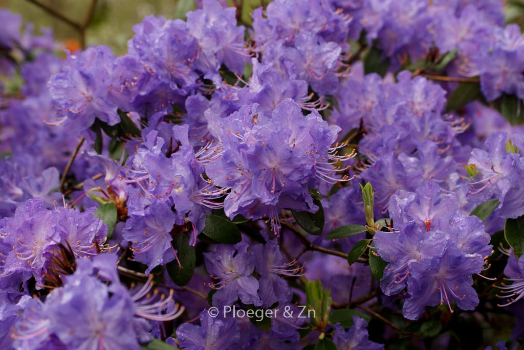 Rhododendron ‘Crater Lake’