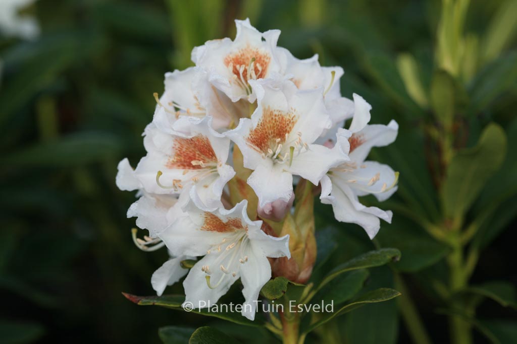Rhododendron ‘Cunningham’s White’