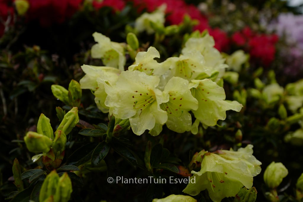 Rhododendron ‘Curlew’