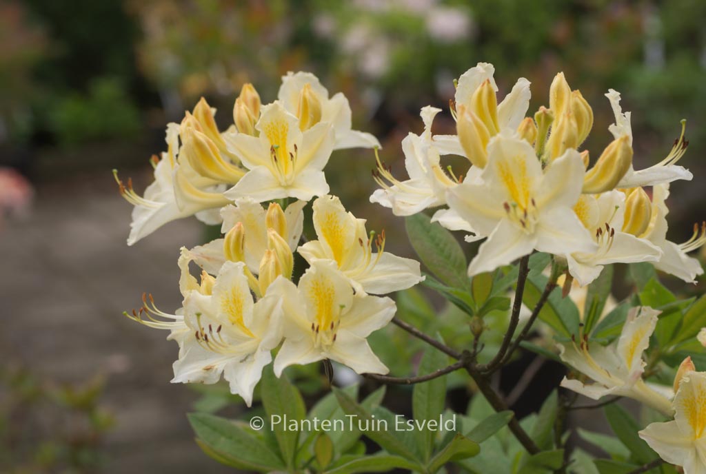 Rhododendron ‘Daviesii’ (Azalea)