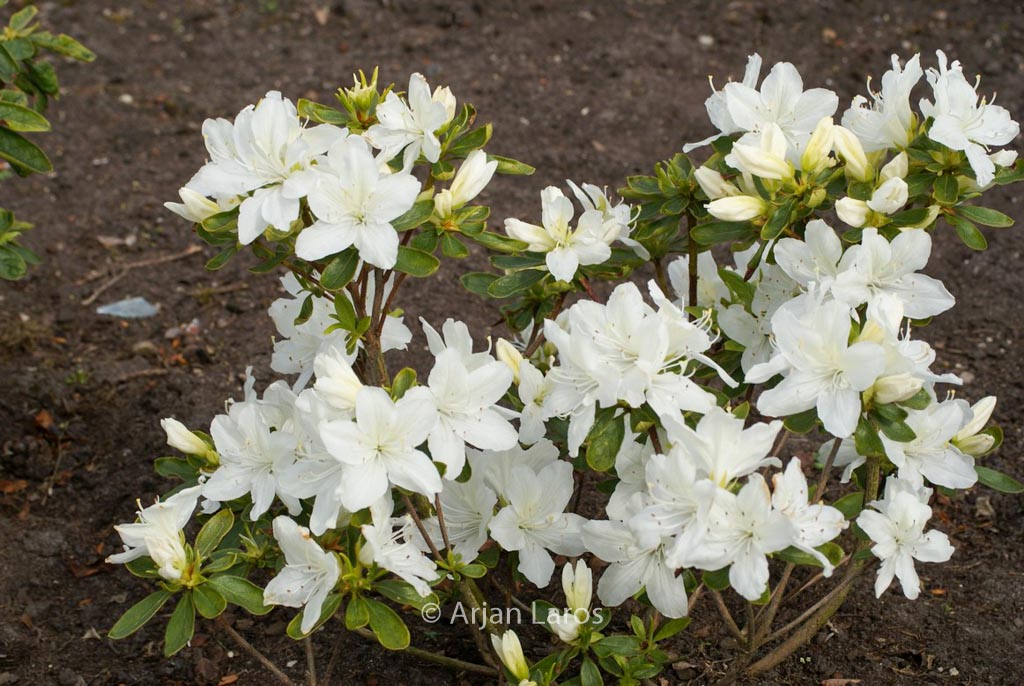 Rhododendron ‘Desiree’ (Azalea)