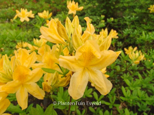 Rhododendron ‘Directeur Moerlands’ (Azalea)