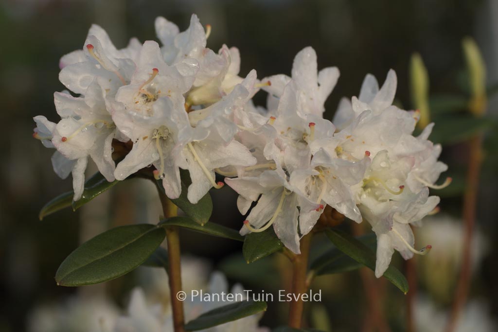 Rhododendron ‘Donna Totten’
