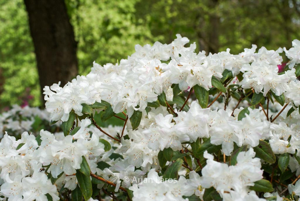 Rhododendron ‘Dora Amateis’
