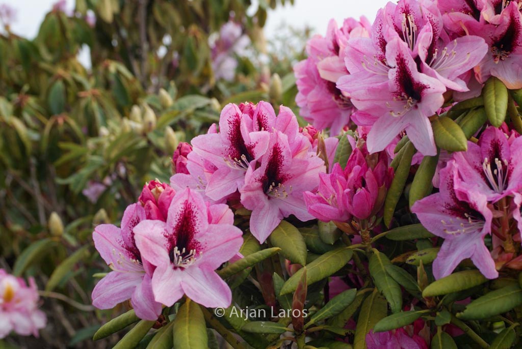 Rhododendron ‘Edeltraut’