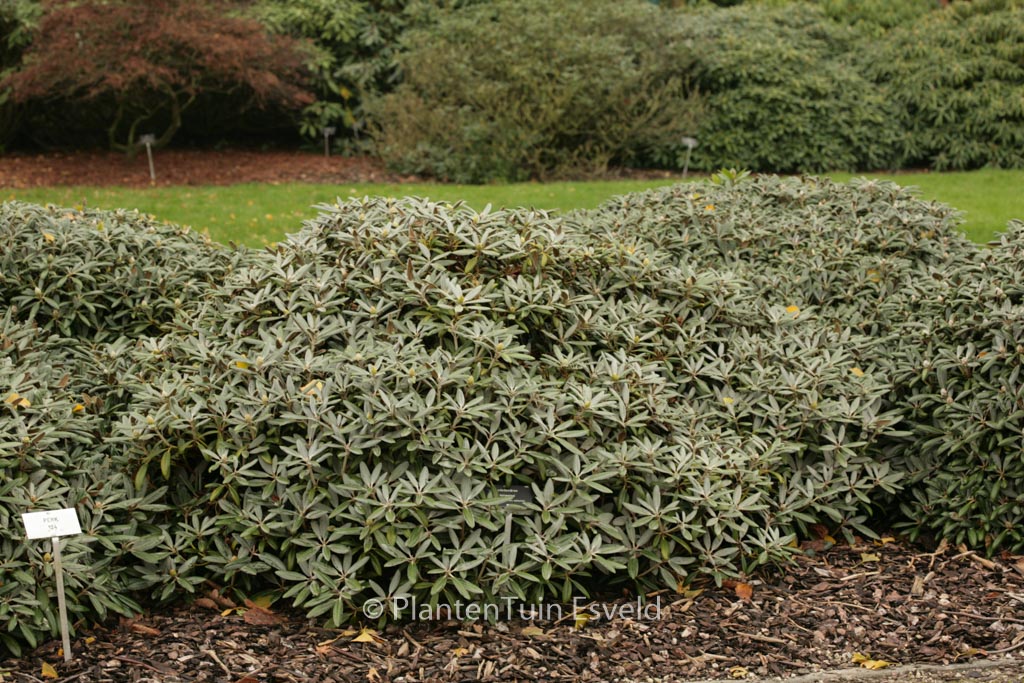 Rhododendron ‘Edelweiss’
