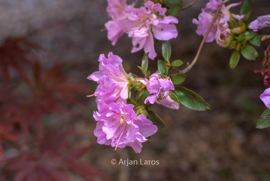 Rhododendron ‘Elsie Lee’ (Azalea)