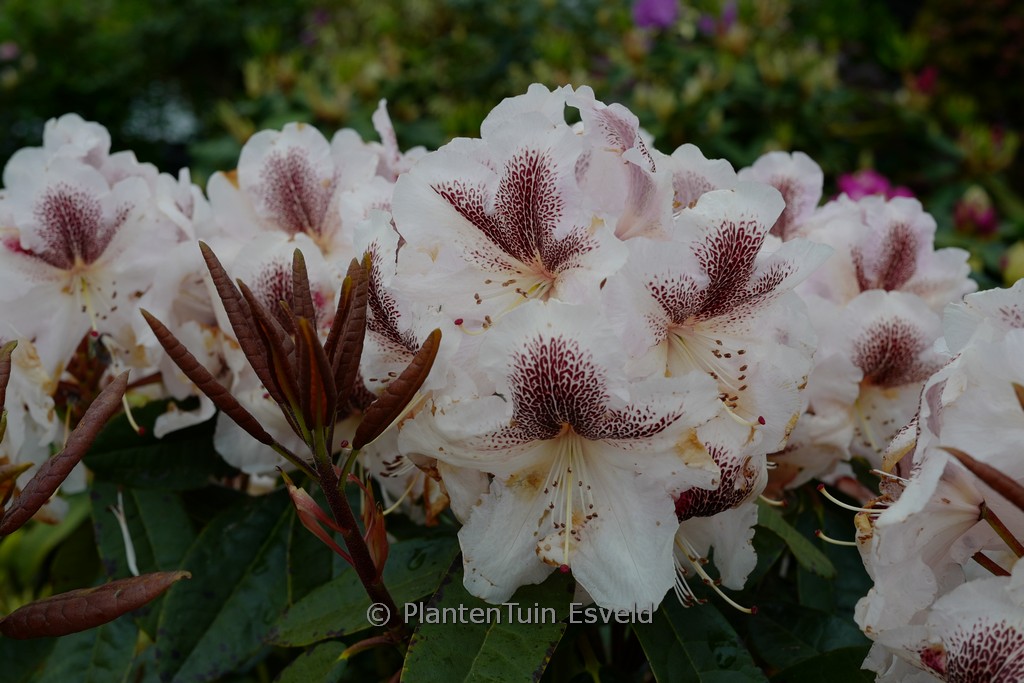Rhododendron ‘Extraordinaire’