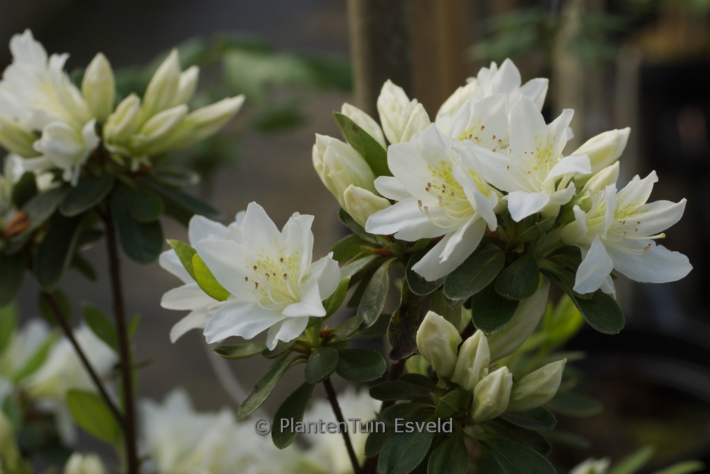 Rhododendron ‘Fago-no-fugi’ (Azalea)
