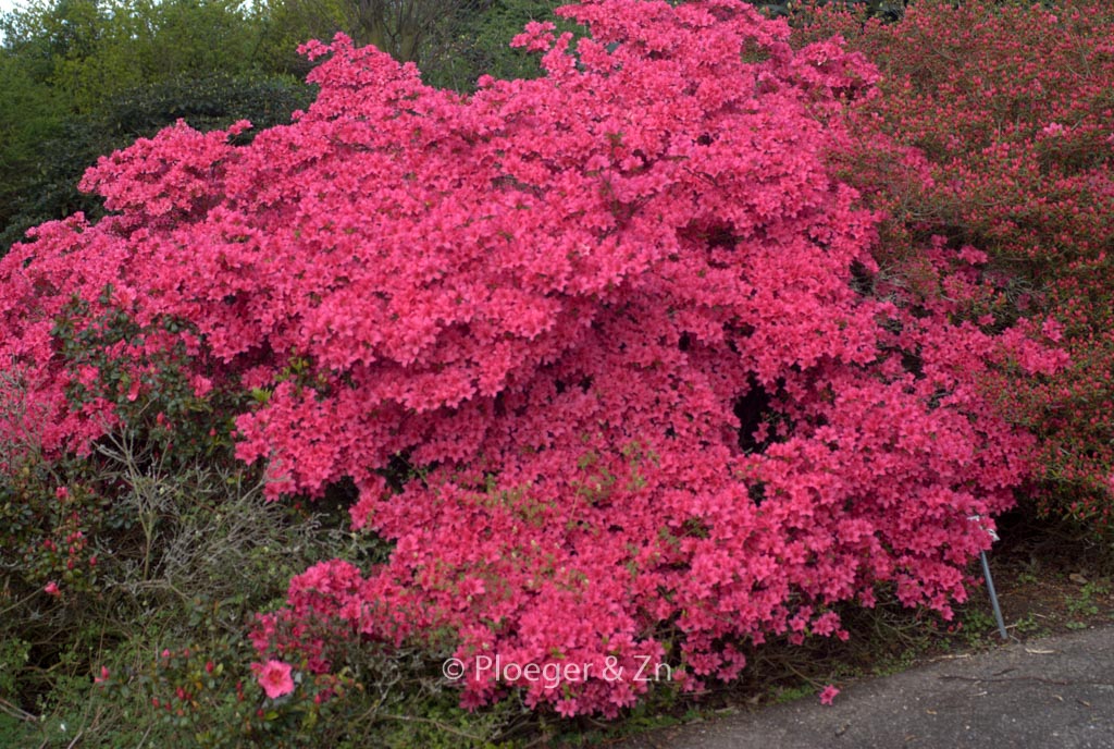 Rhododendron ‘Favorite’ (Azalea)