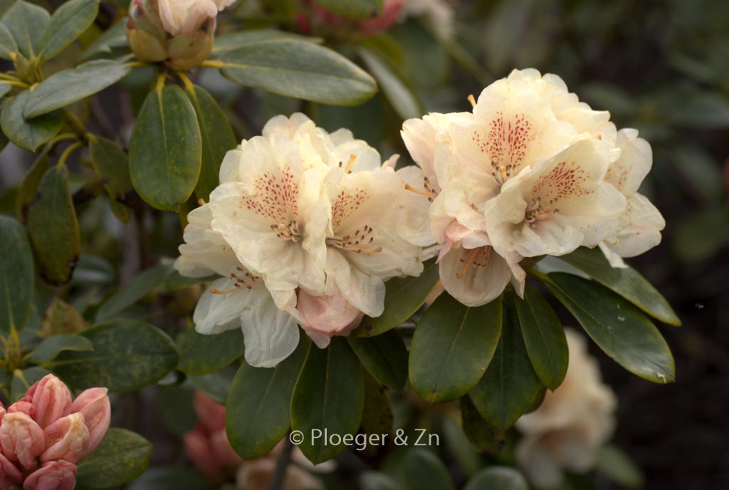Rhododendron ‘Festivo’