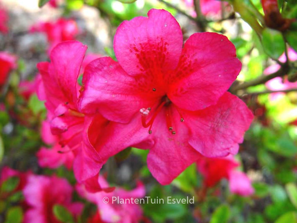 Rhododendron ‘Fiener’ (Azalea)
