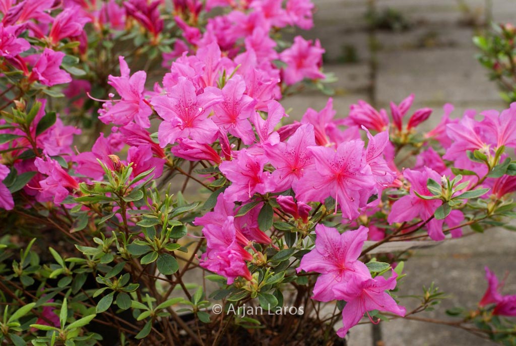 Rhododendron ‘Flaeri’ (Azalea)