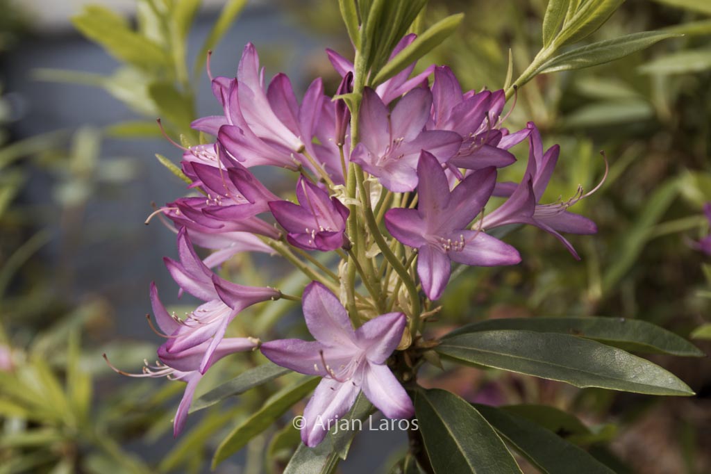 Rhododendron ‘Fragrans’