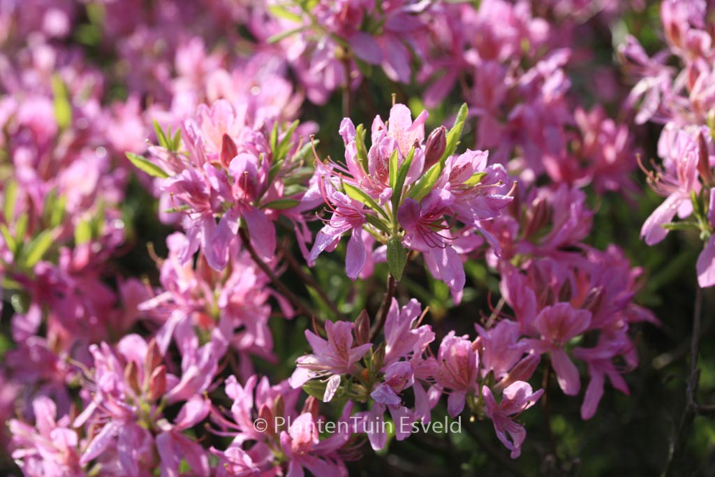 Rhododendron ‘Fraseri’