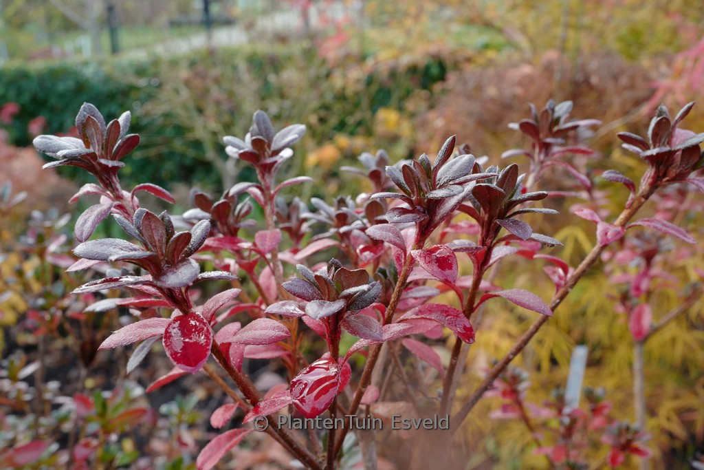 Rhododendron ‘Fridoline’ (Azalea)