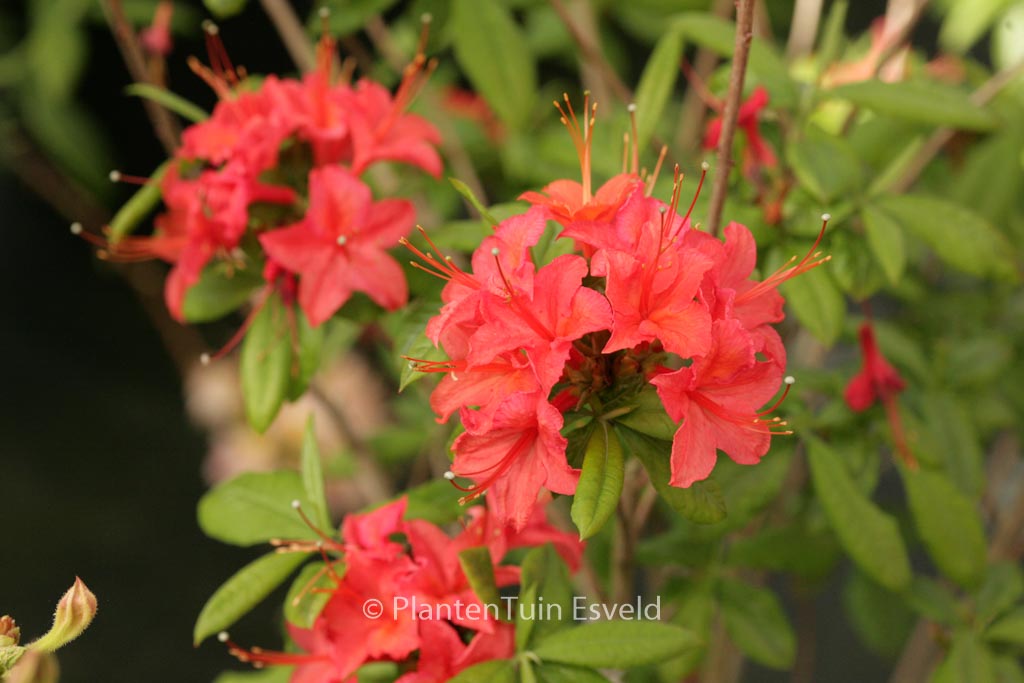 Rhododendron ‘Fritz Quihou’ (Azalea)