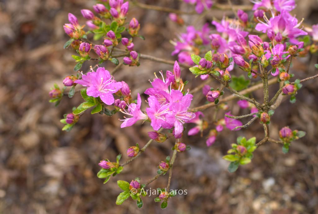 Rhododendron ‘Fugen no tsuki’ (Azalea)