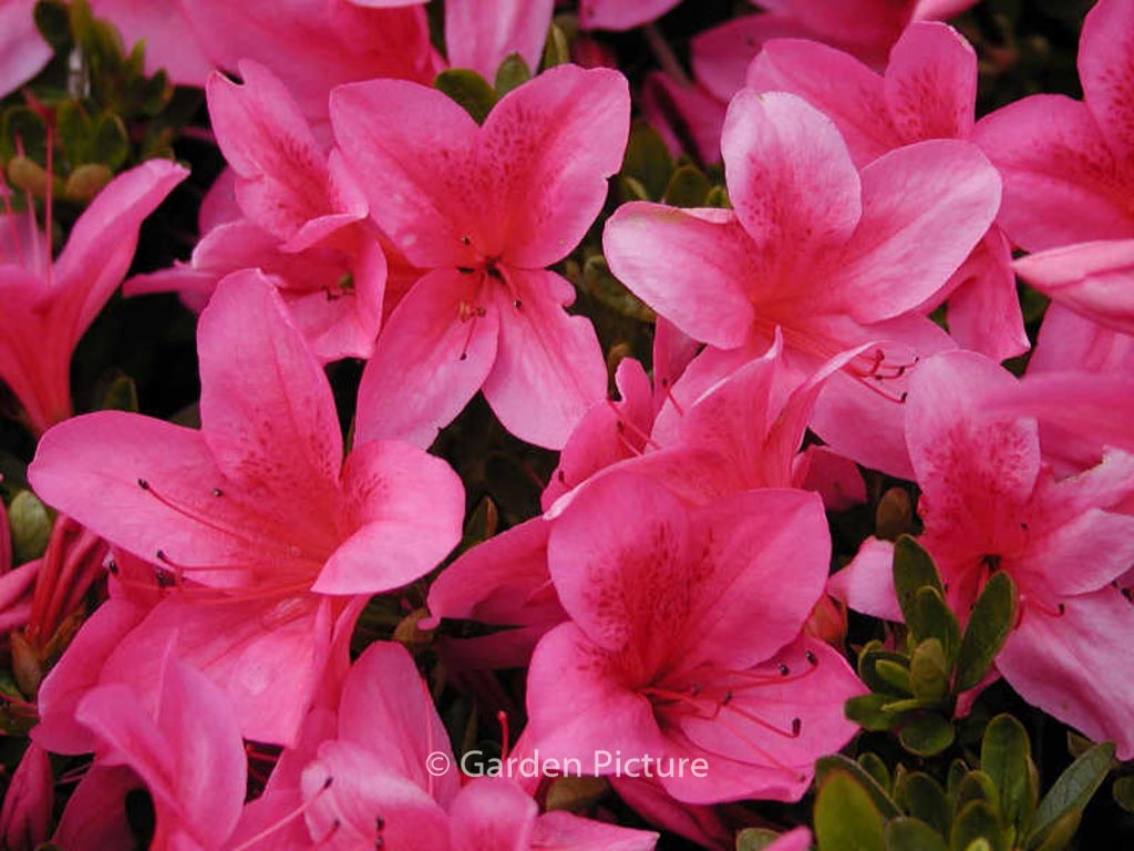 Rhododendron ‘Gaiety’ (Azalea)