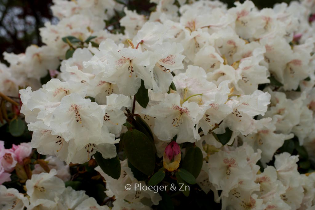 Rhododendron ‘Gartendirektor Rieger’