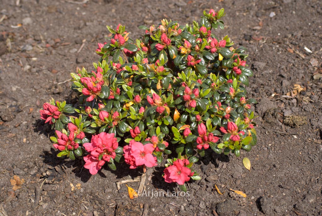 Rhododendron ‘Gertrud’ (Azalea)