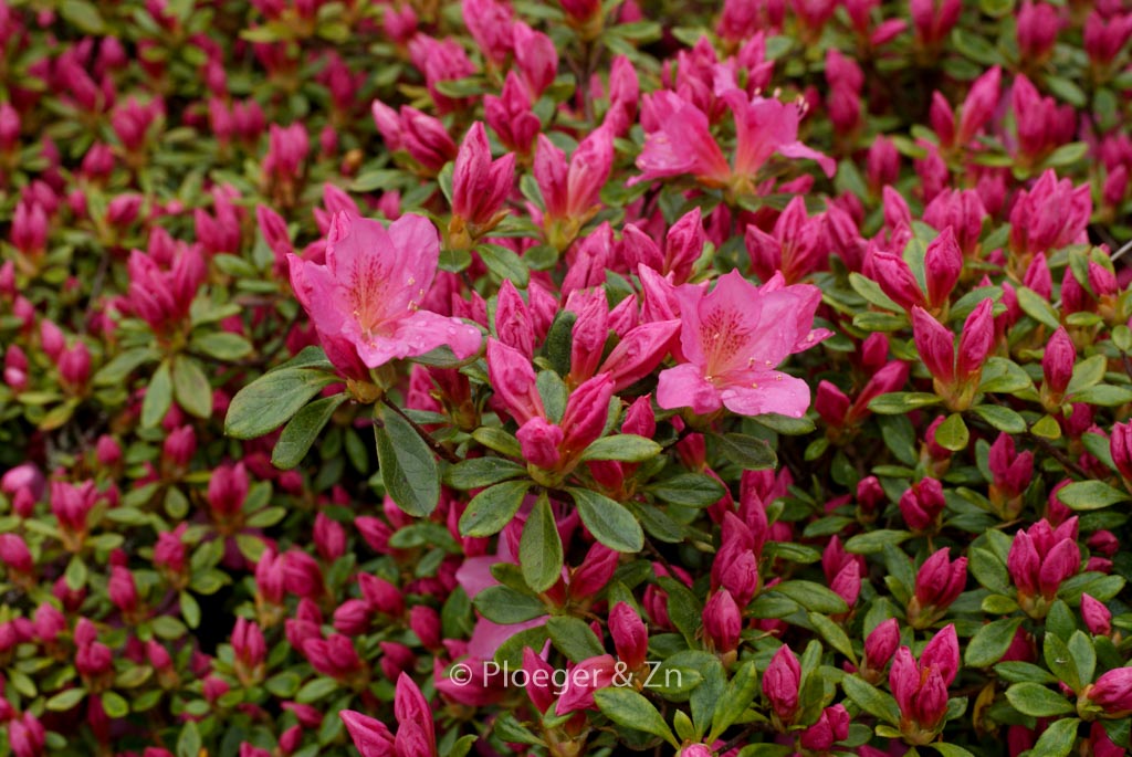 Rhododendron ‘Gilbert Mullie’ (Azalea)