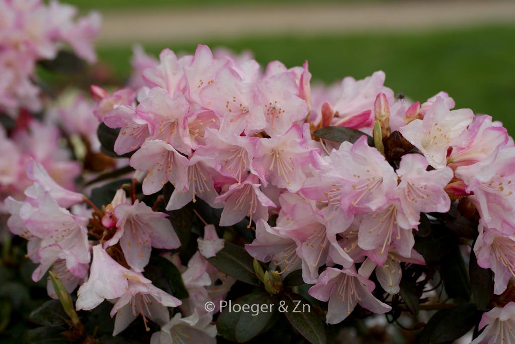 Rhododendron ‘Ginny Gee’