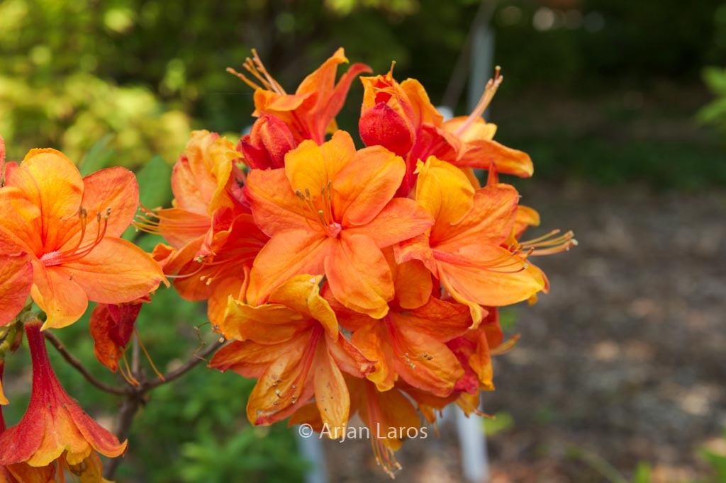 Rhododendron ‘Golden Eagle’ (Azalea)