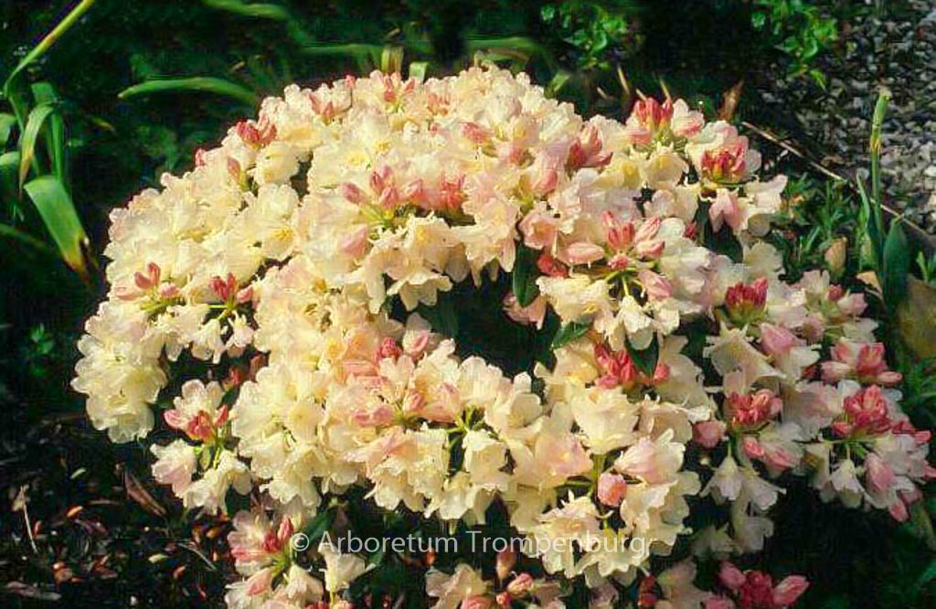 Rhododendron ‘Golden Torch’