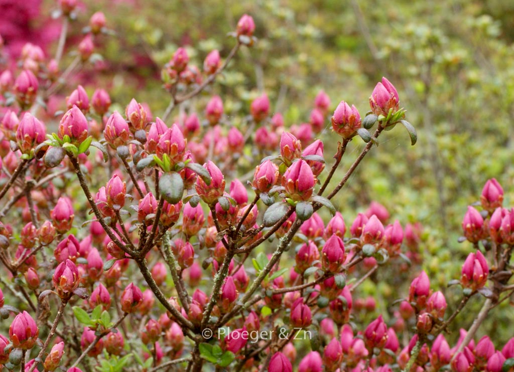 Rhododendron ‘Granada’ (Azalea)