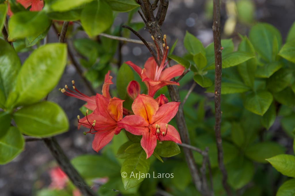 Rhododendron ‘Guelder Rose’ (Azalea)