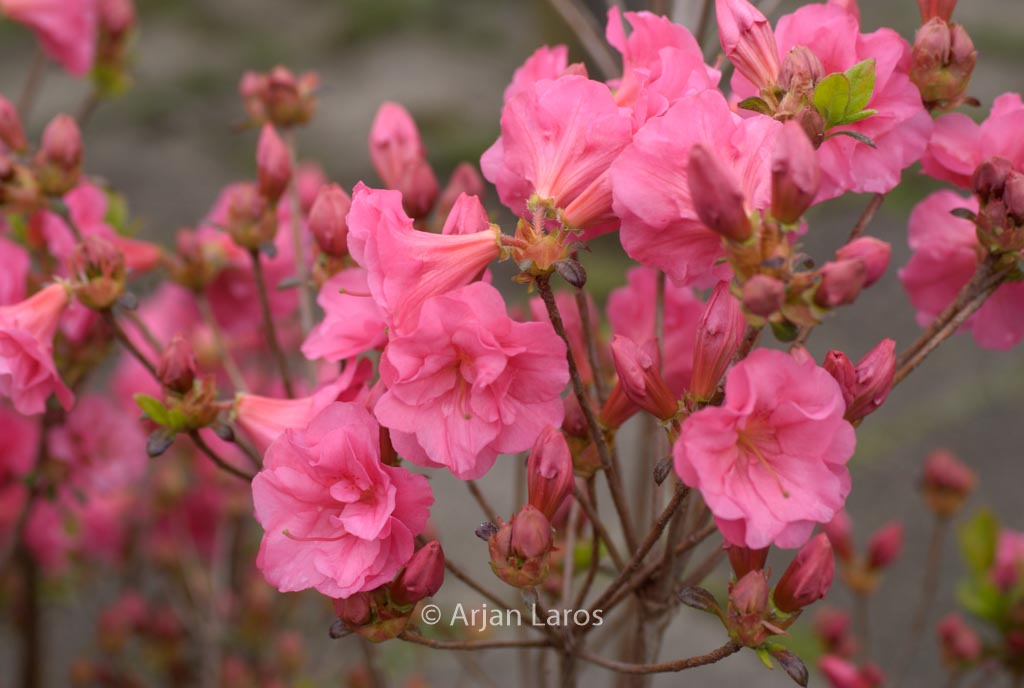Rhododendron ‘Hachbabu’ (BABUSCHKA) (Azalea)