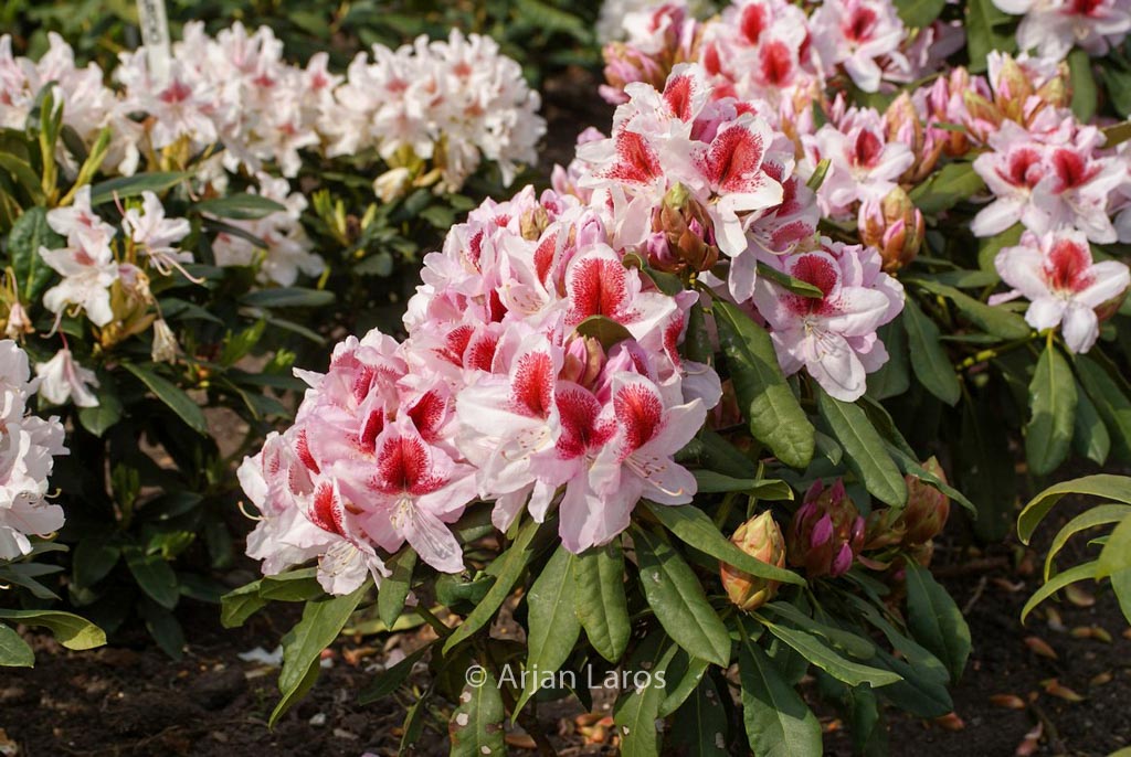 Rhododendron ‘Hachbela’ (BELAMI)