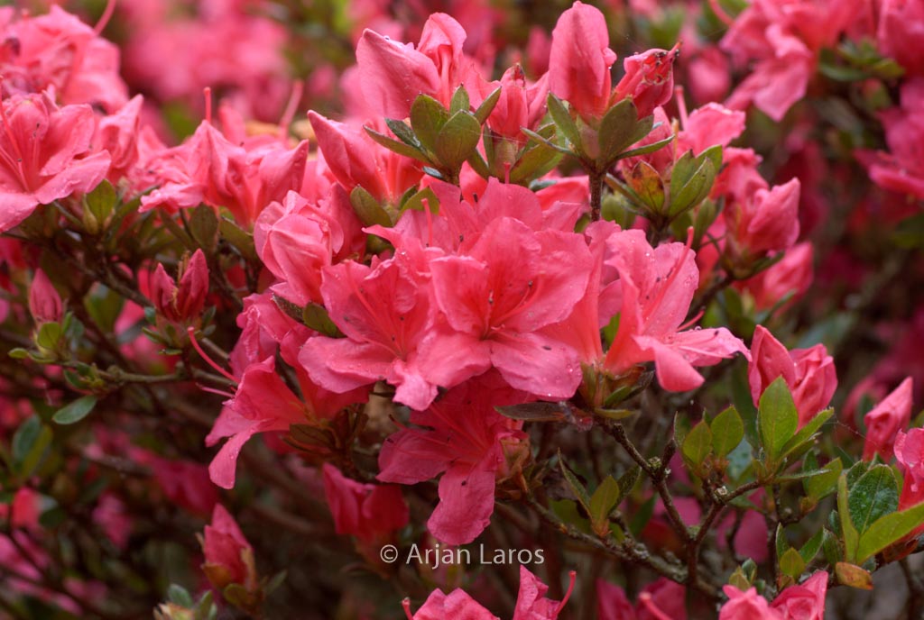 Rhododendron ‘Hachdrapa’ (DRAPA)