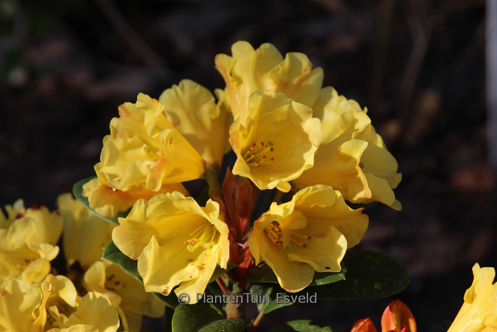 Rhododendron ‘Hachgold’ (GOLDEN EVEREST)
