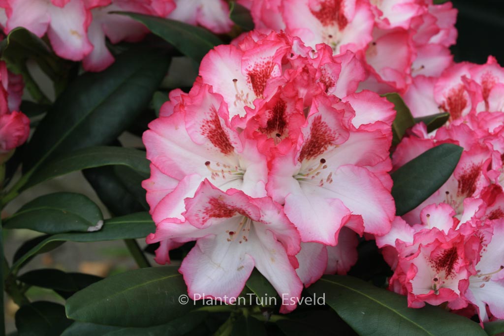 Rhododendron ‘Hachmann’s Charmant’
