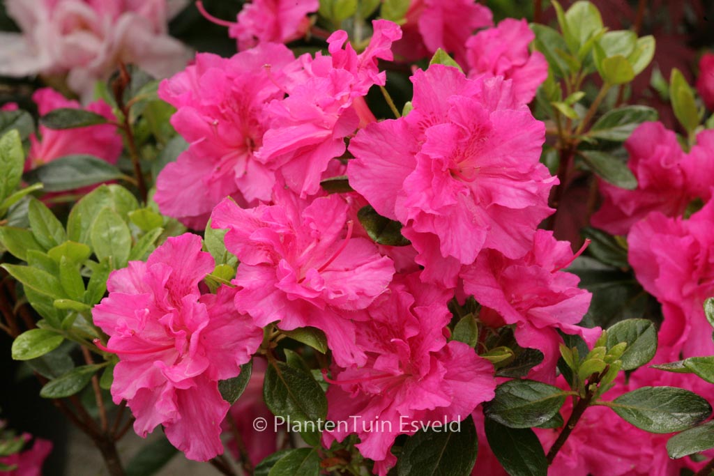 Rhododendron ‘Hachpett’ (PETTICOAT) (Azalea)