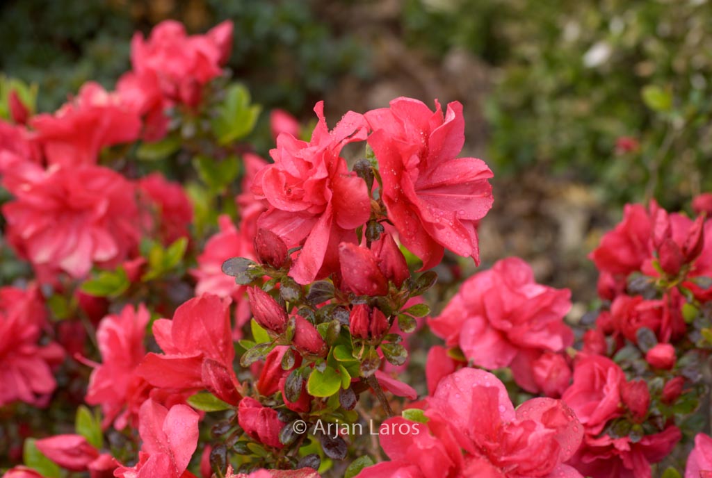 Rhododendron ‘Haku Red’ (Azalea)