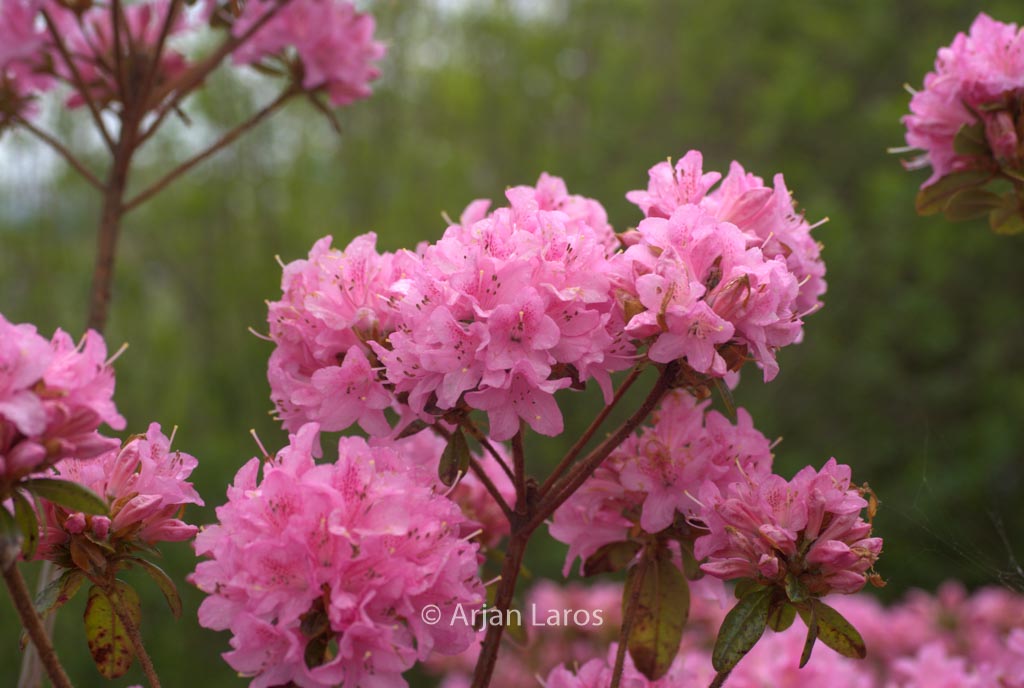 Rhododendron ‘Hardijzer Beauty’