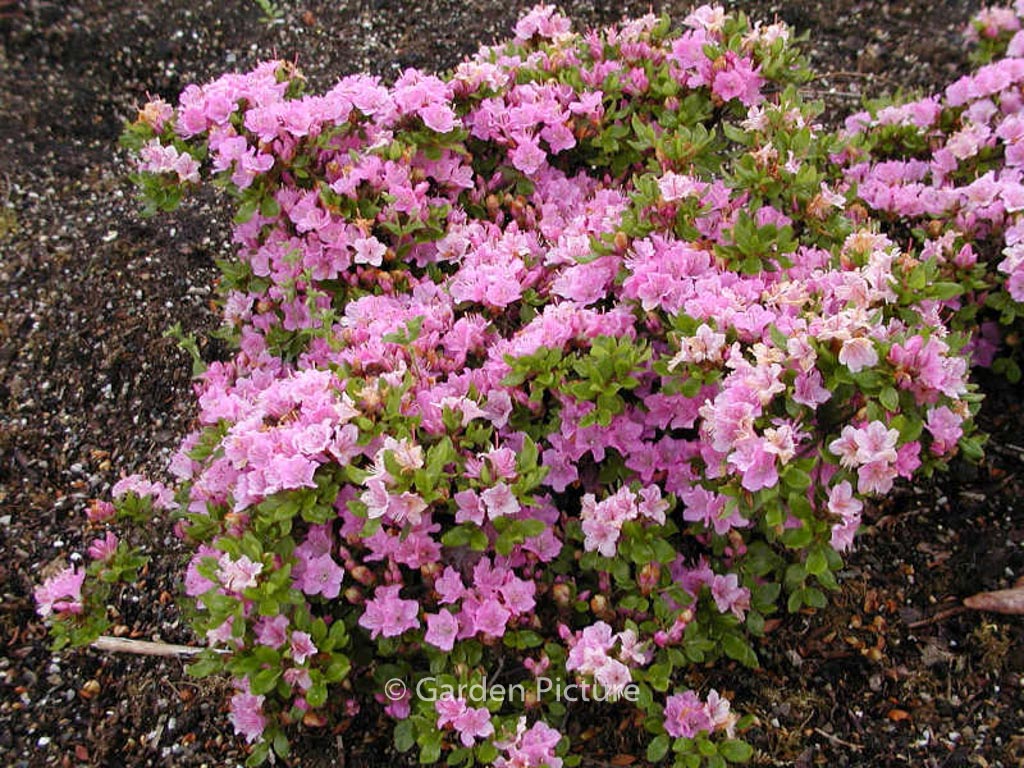 Rhododendron ‘Harusame’ (Azalea)