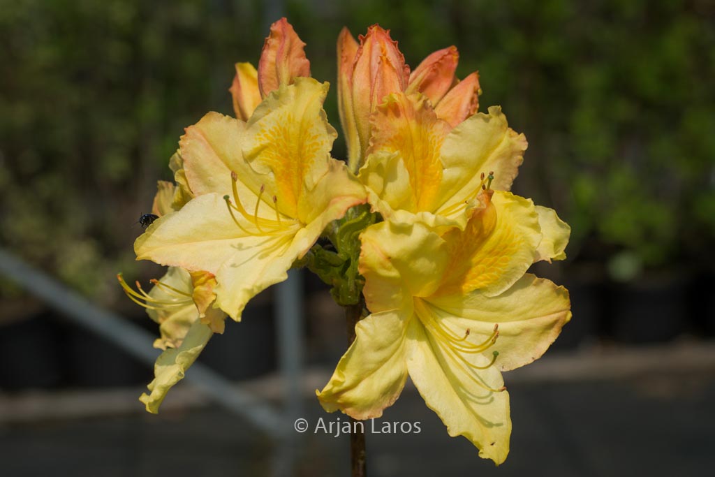 Rhododendron ‘Harvest Moon’ (Azalea)