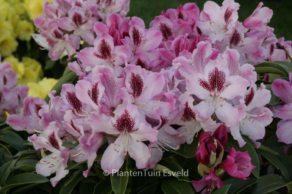 Rhododendron ‘Helen Martin’