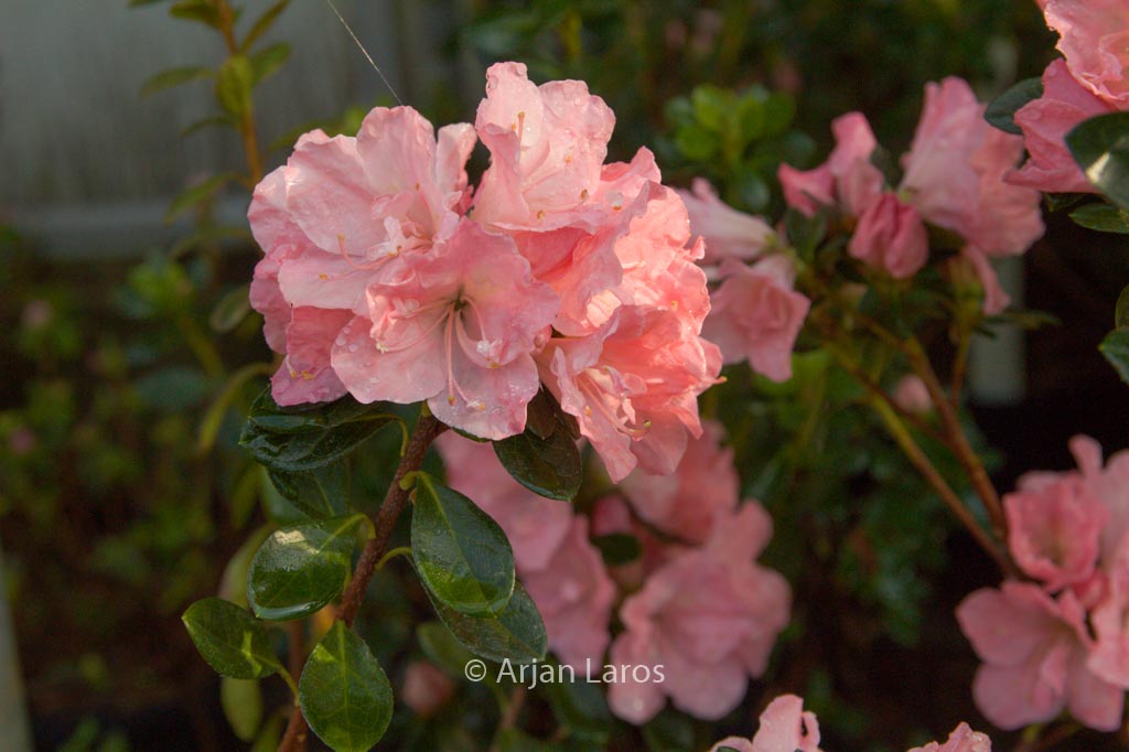 Rhododendron ‘Hera’ (Azalea)
