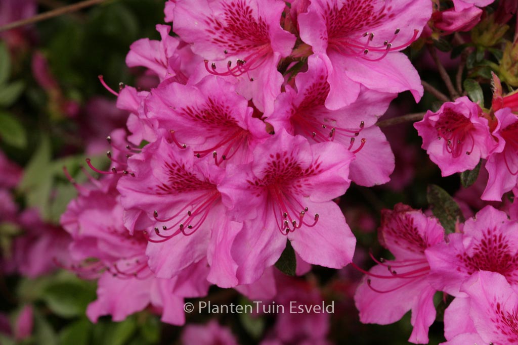 Rhododendron ‘Herbert’ (Azalea)