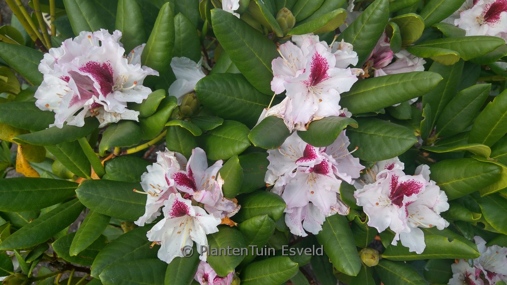 Rhododendron ‘Herbstgruss’